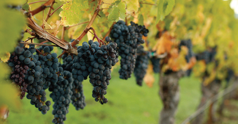 Napa Valley - California's Finest Grapes
